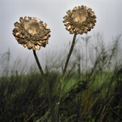 Untitled, 2009/2016, Archival Inkjet print, Ed. of 5 & 2 AP, 50 x 48 cm