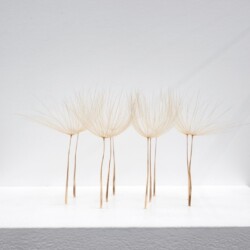 Kleine ovale Ansammlung (detail), 2014, airborne seeds 5 x 10 x 8 cm