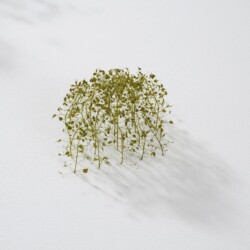 Kleine Kuppel (Little dome), 2012, Plant stalks 6 x 12 x 11 cm