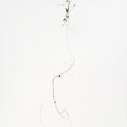 Untitled, 2016, Inkjet print on collage, mounted on a 2 mm aluminum, maple wood frame Ed. 1/5 160 x 127 cm