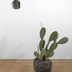 Orlando (Cactus), 2010-2013, Ceramic, cactus Wall piece:23,5 x 19 x 3,5 cm Floor piece: 30 x 35 x 35 cm Plant: variable dimensions