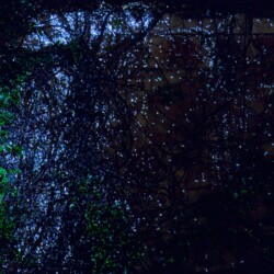 The Garden, 2013, One channel data projection, computer code Ed. 5 & 2 AP Variable dimensions