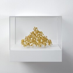 Gelbes Hexagon (Yellow Hexagon), 2019, Plant stalks, 11 x 17 x 15 cm (in Plexiglas vitrine: 22 x 25 x 25 cm)