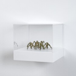 Christiane LÖHR, Bogenhexagon (Arched Hexagon), 2019, Plant stalks, 5,5 x 16 x 18 cm (In Plexiglas vitrine: 22 x 25 x 25 cm)
