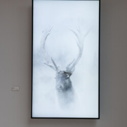Robert WILSON "Elk", 2018-2019, UHD video seamless loop 75'' Plasma Monitor/ digital player/speaker, Ed. 2/2