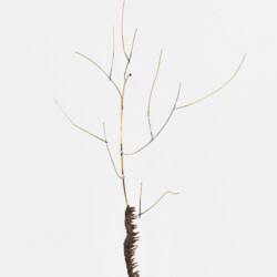 "Chenillette", 2020, Brass, Pewter, Wood, 49 x 15 x 26 cm