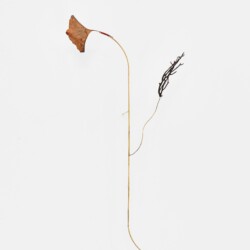 "Nota Bene", 2020, Copper Plated Sheet, Roots, Brass, Silver , 50 x 12 x 24 cm