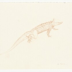 Christiana SOULOU "The Book of Imaginary Beings" after Jorge Luis Borges (Dragon gracilis)", 2013, Coloured pencil on paper, 21 x 30 cm